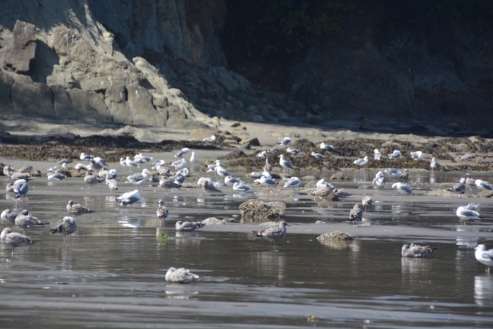 gulls on the sunset bay beach shore